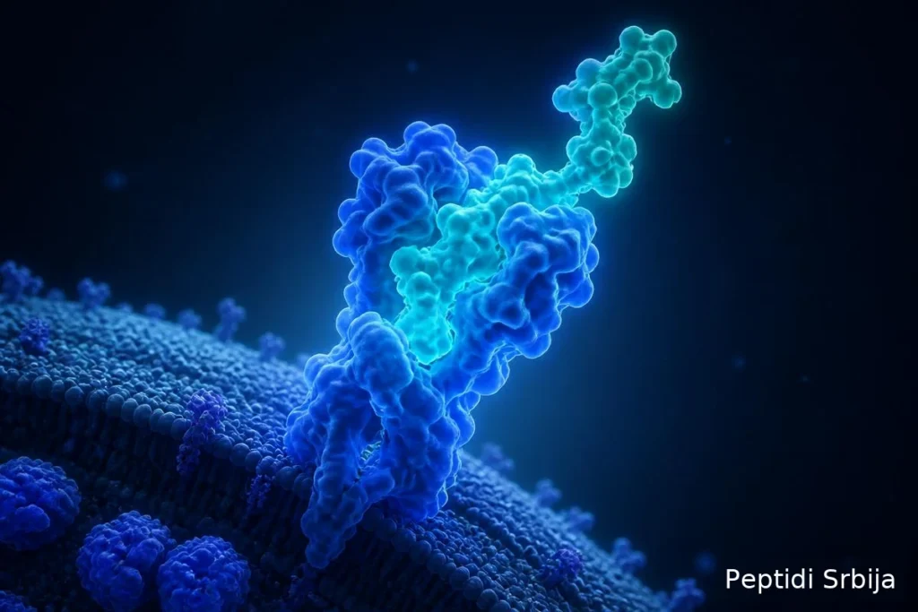 Naučni prikaz mehanizma delovanja peptida na receptore — Peptidi za mršavljenje
